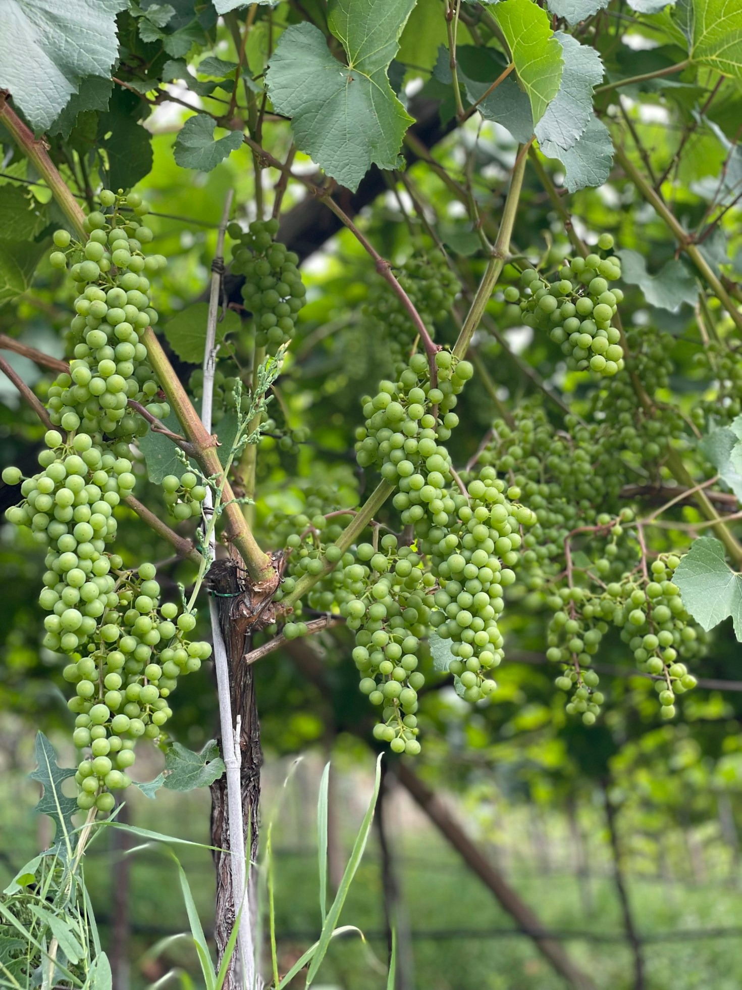 La importancia de la sostenibilidad en la viticultura