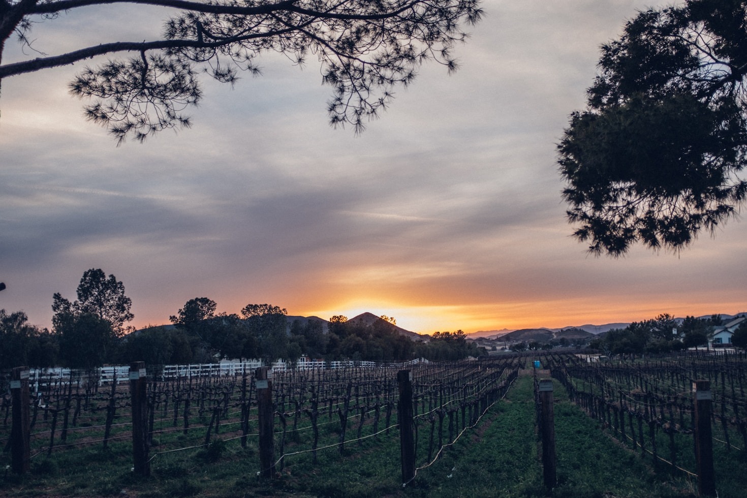 La conexión entre tradición y modernidad en la vinicultura