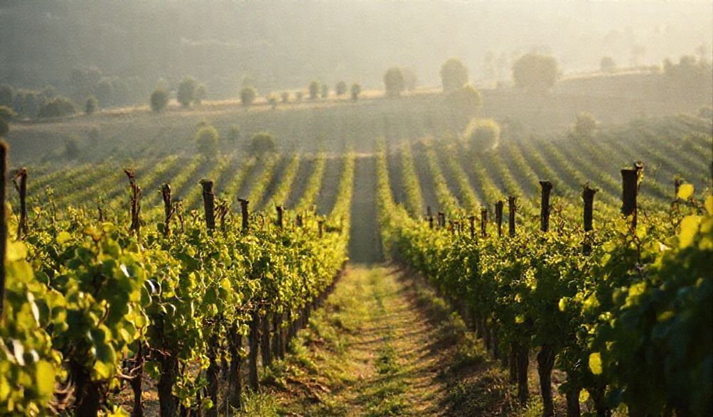 El ‘Boom’ Silencioso del Vino Orgánico: Descubre Por Qué Triplica Su Valor y Tu Bienestar.