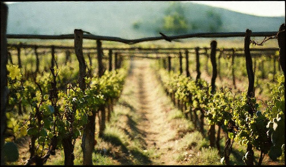 El Secreto del Vino: ¿Natural u Orgánico? Desvelamos la Diferencia Clave.