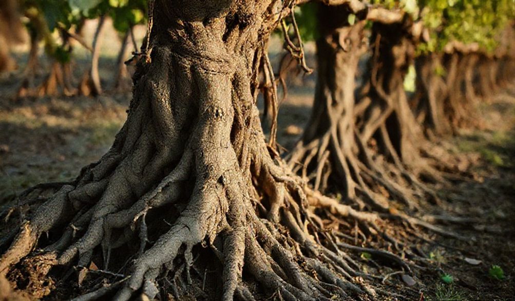 El Vino Natural: ¿Moda o Revolución Irreversible? Por Qué los Escépticos Se Niegan a Ver el Futuro.