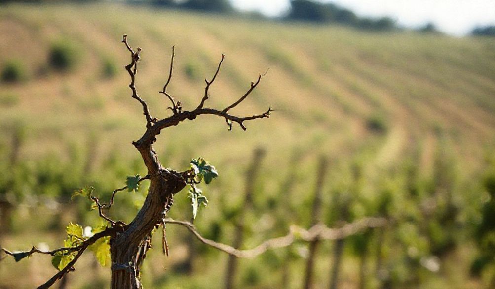 Pét-Nat: ¿La Revolución Espumosa que Incomoda a la Tradición y Deleita tu Paladar?