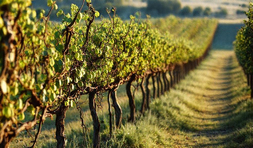 Pét-Nat vs. Champán: ¿Revolución Espumosa o Capricho de Temporada?