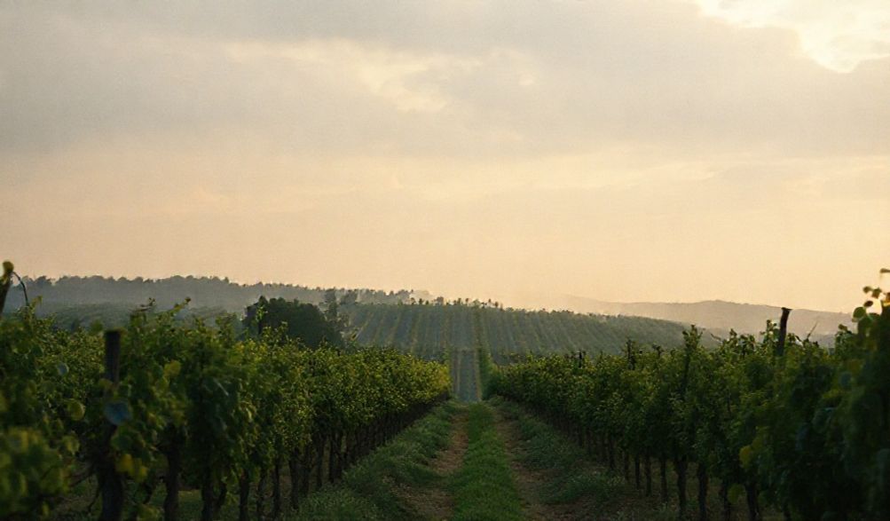 Vino Natural: ¿Es Realmente «Natural»? Descodifica la Verdad Oculta de Cada Etiqueta.