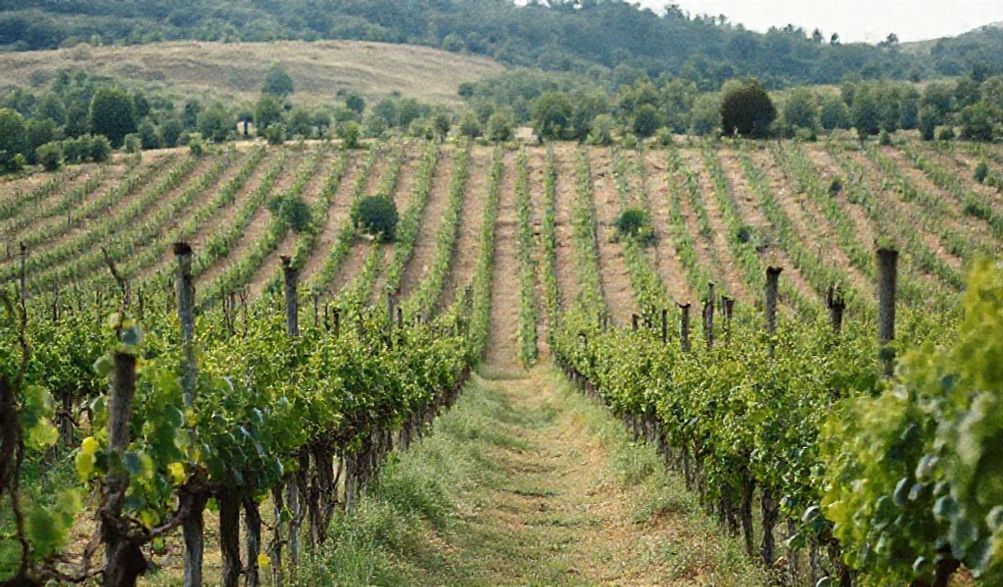 Vino Natural y Biodinámico: ¿Mito de Superioridad o Verdad Innegable?